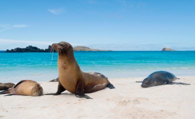 Pacote para Galápagos