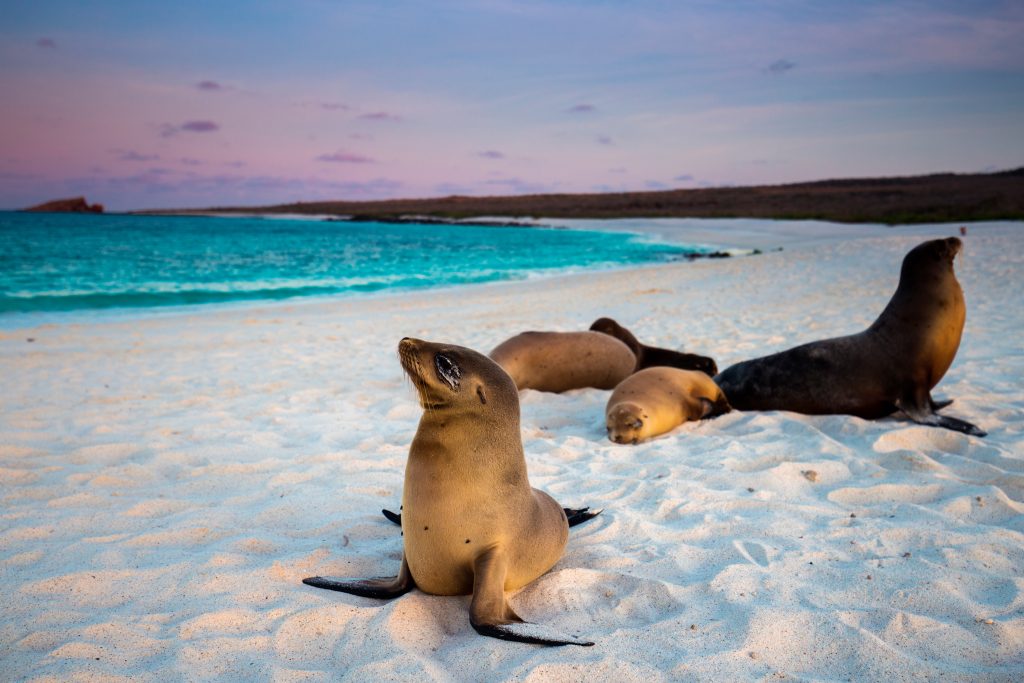 Viagem para Galápagos