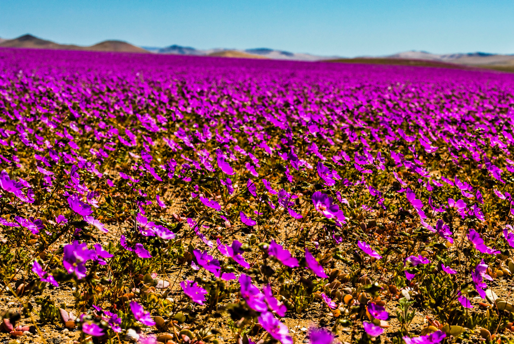 Deserto Florido Deserto do Atacama