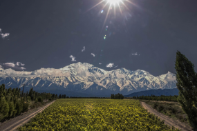 Mendoza Vinho