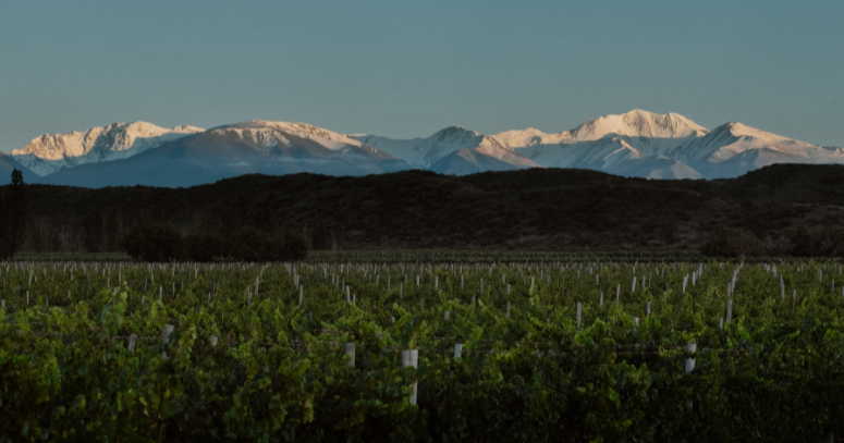 Mendoza Vinhos