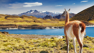 Natureza Torres del Paine