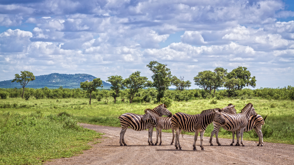 Kruger Park