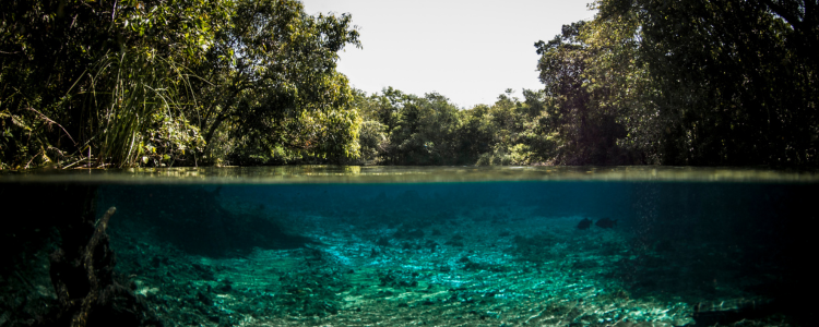 Bonito