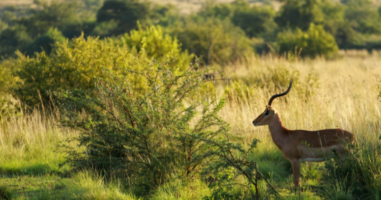 Pilanesberg