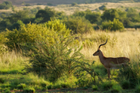 Pilanesberg
