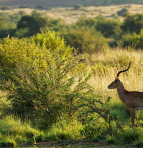 Pilanesberg
