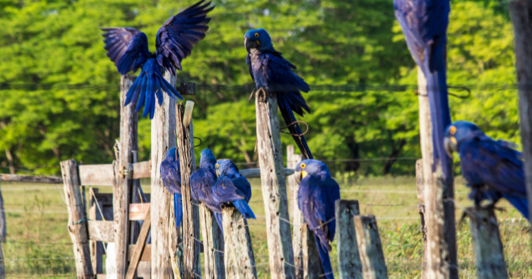 Pantanal Natureza
