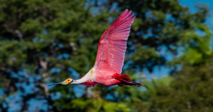 Pantanal Promocional