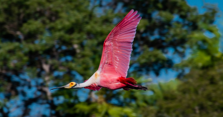 Pantanal Promocional