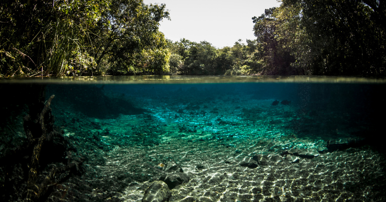 Bonito