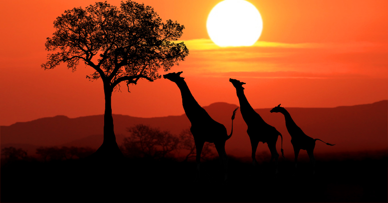 Pacote de viagem para o Quênia