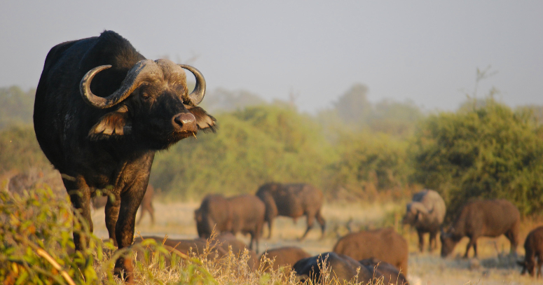 Kruger